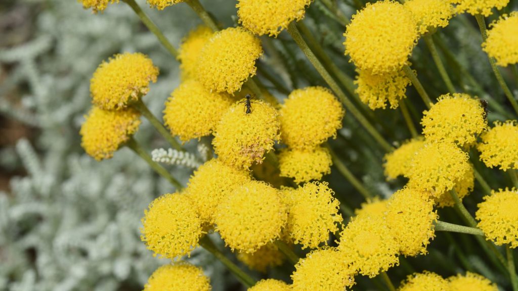 Plante méditerranéenne résistante à la sècheresse