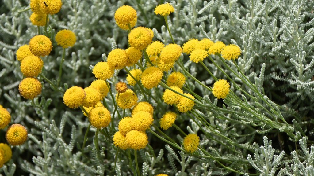 Plante méditerranéenne résistante à la sècheresse