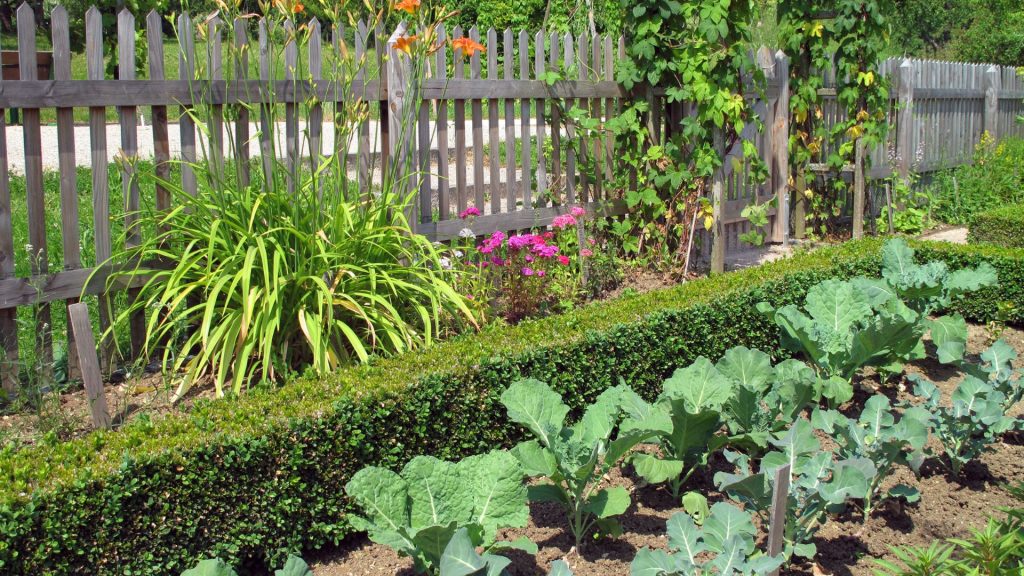 Potager avec choux, haie basse et clôture en bois