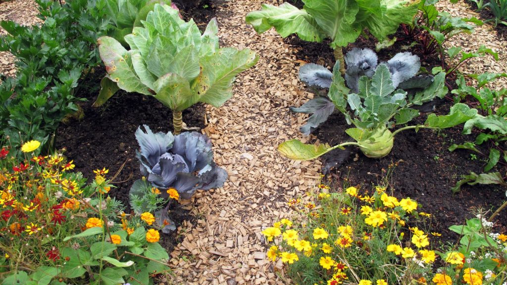 Potager avec choux et fleurs colorée