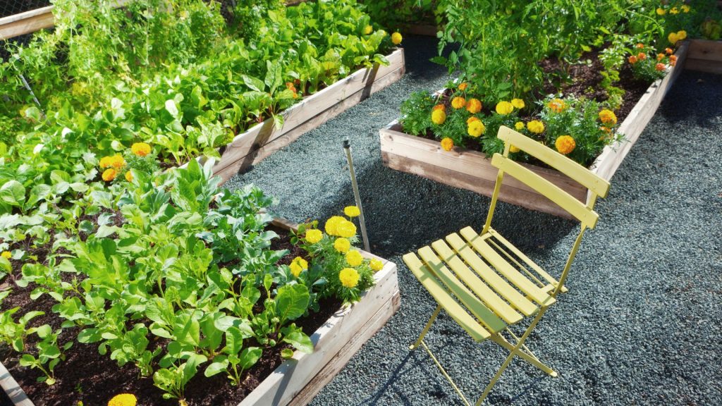 Potager en carrés avec des graviers