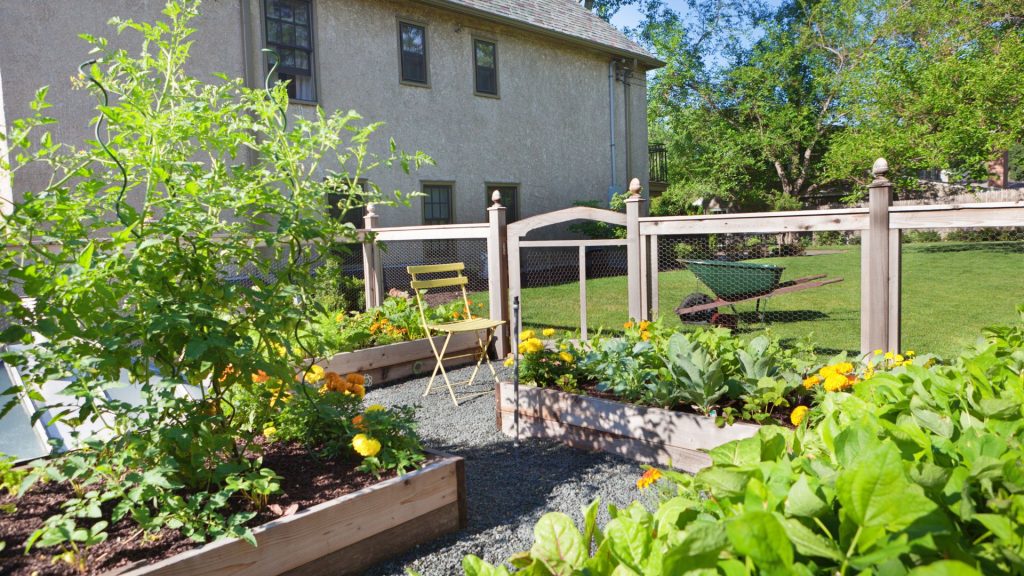 Potager en carrés dans le jardin
