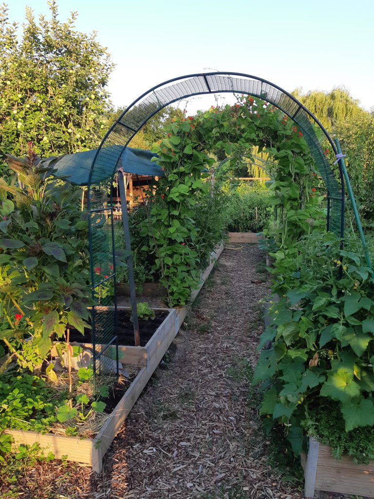 Potager en carrés dans le jardin