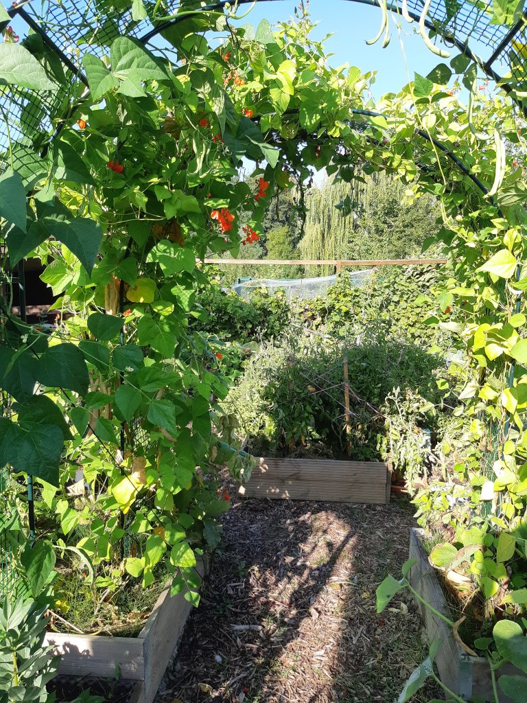 Potager en carrés dans le jardin