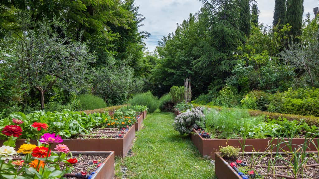 Potager en carrés sur une pelouse