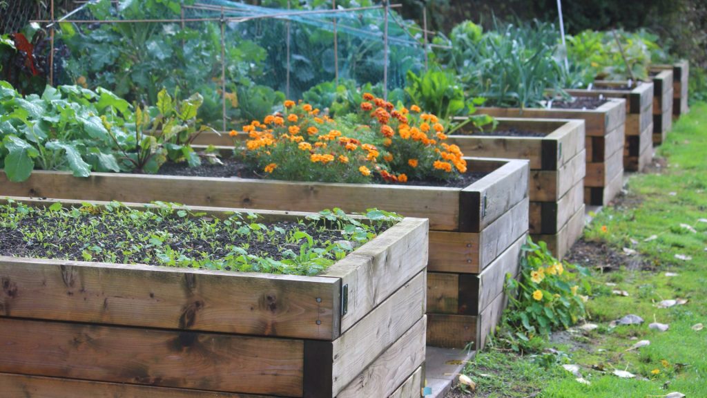Potager avec légumes et fleurs