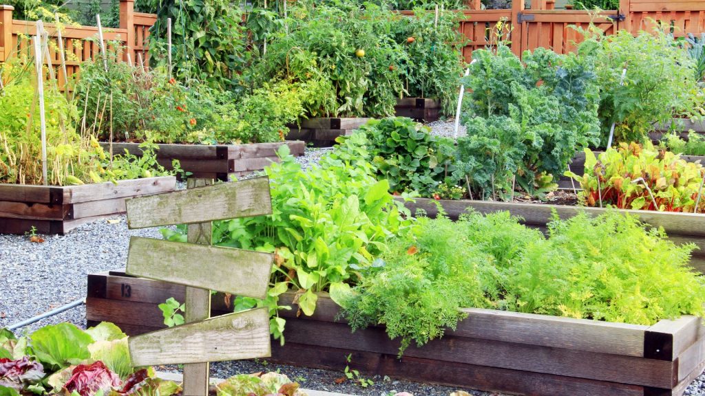Potager en carrés sur gravier avec légumes et herbes