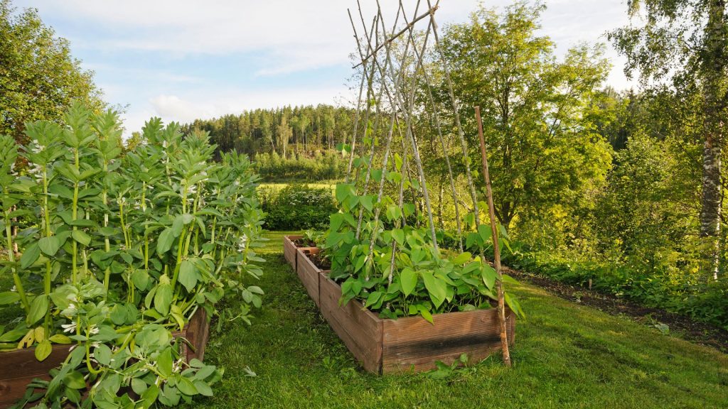 Potager en carrés avec fèves et haricots