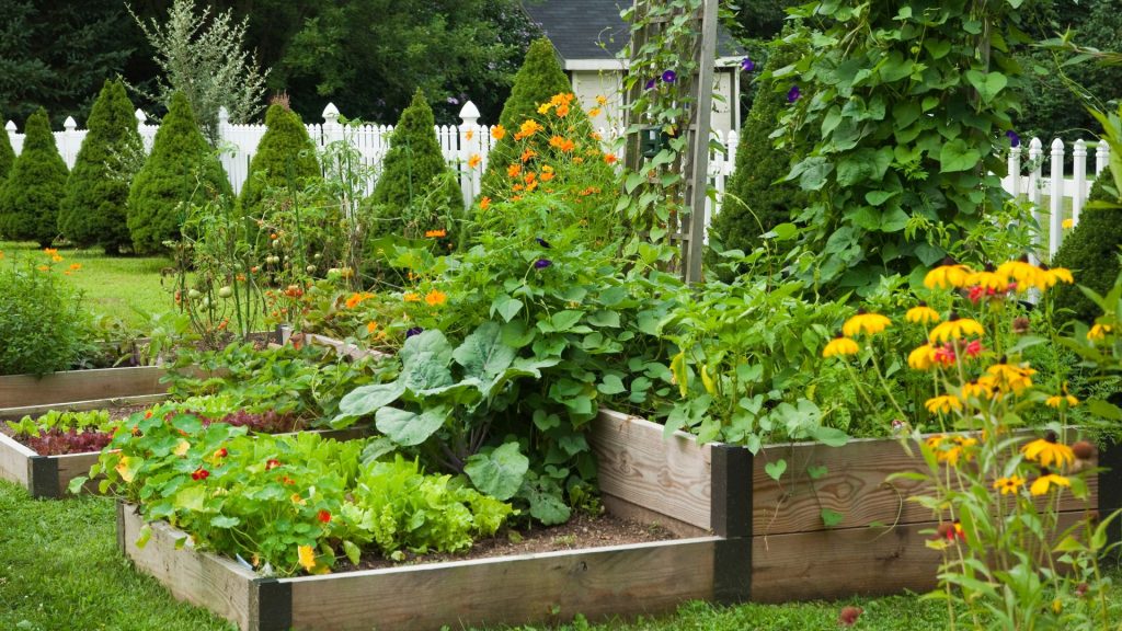 Potager en carrés avec légumes, fleurs et clôture