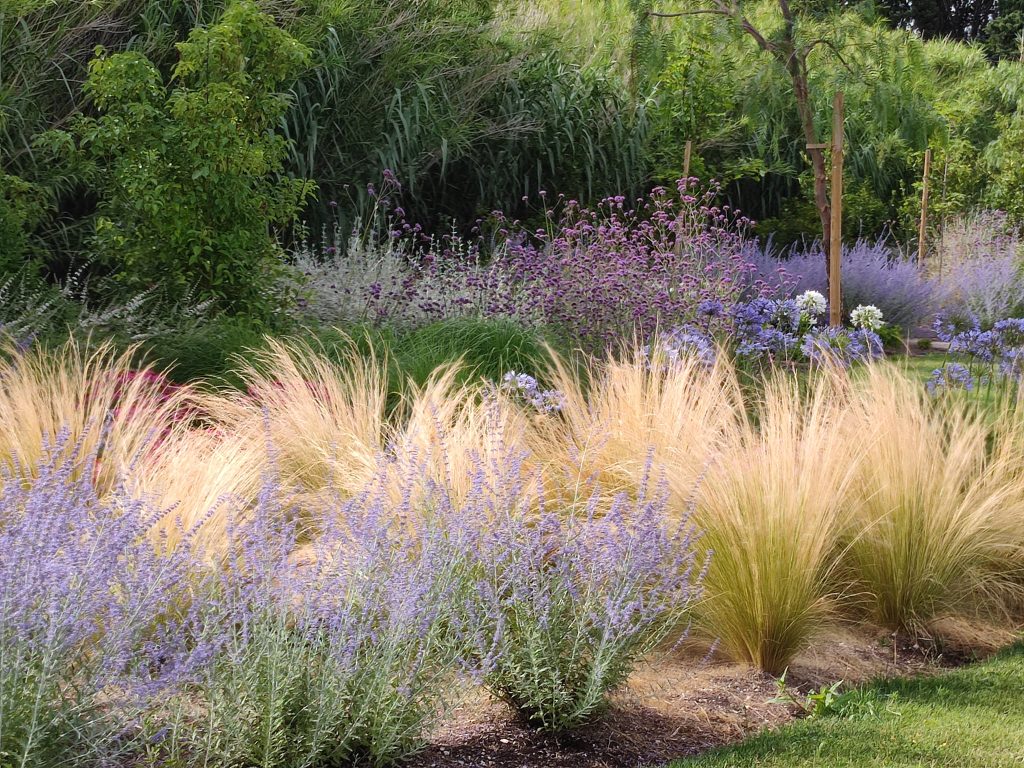 Jardin avec herbes dorées et fleurs violettes.