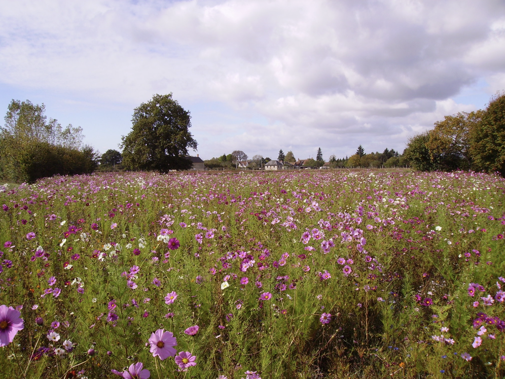 Un grand pré tout violet