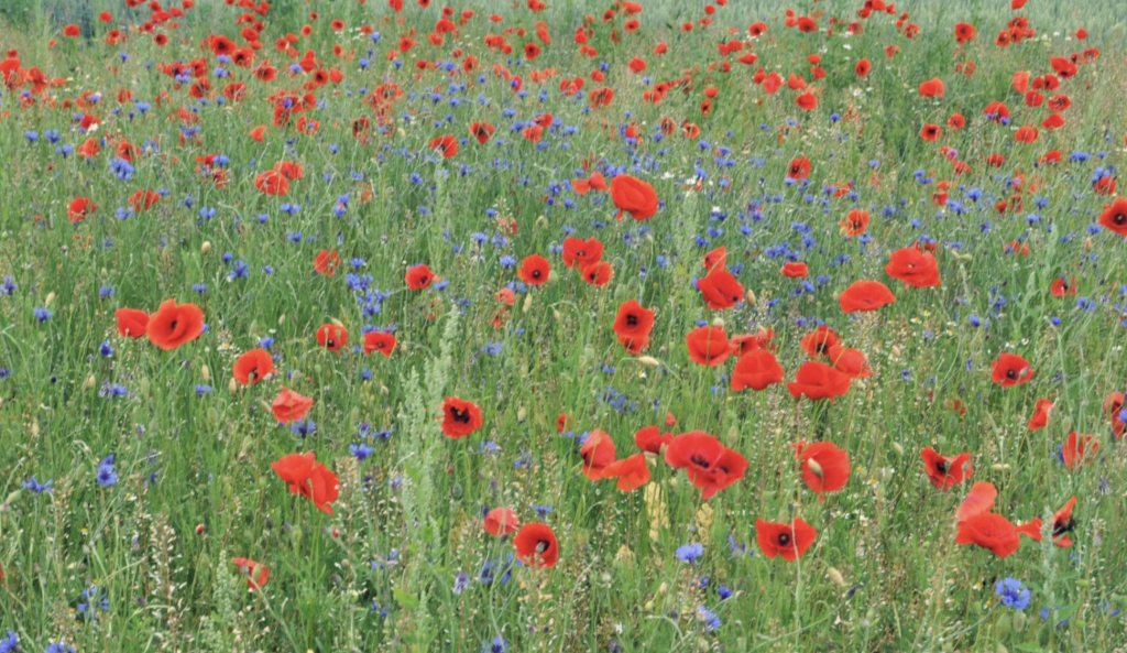 Un champ de coquelicots rouges
