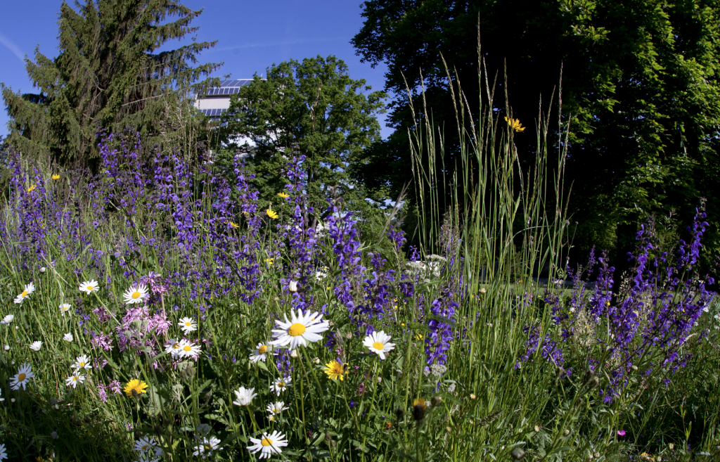 Des fleurs bleues et blanches dans le jardin