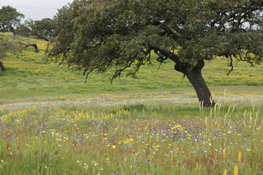 Un arbre dans un pré fleuri