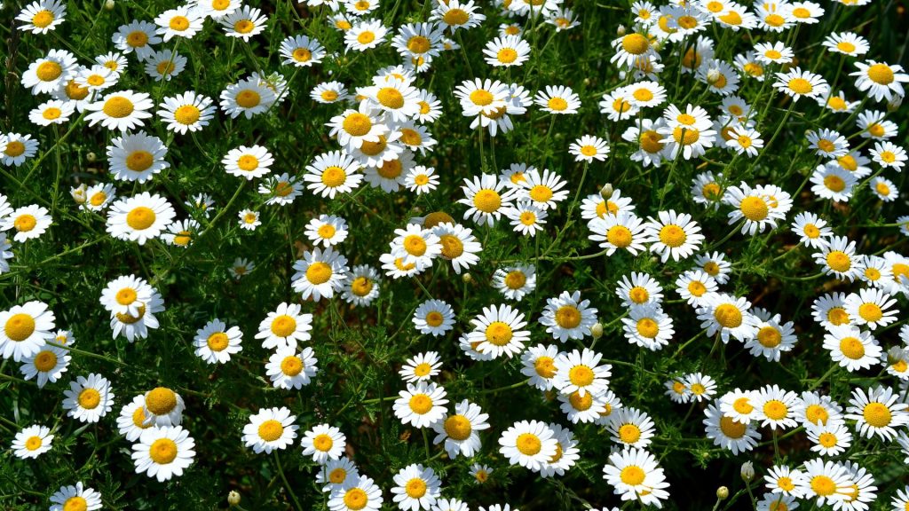 Champ de marguerites blanches et jaunes