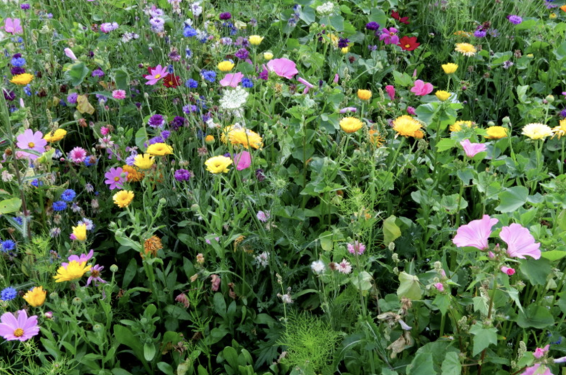Un jardin rempli de fleurs