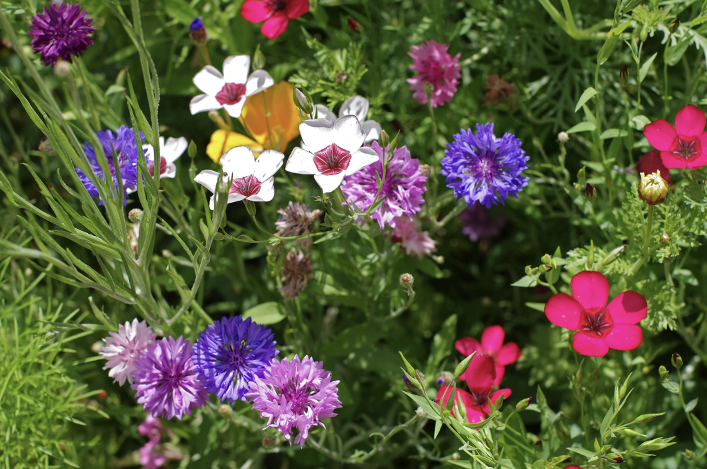 Des fleurs de toutes les couleurs