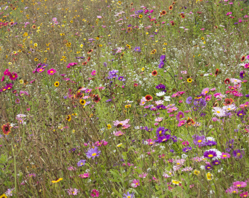 Un pré fleuri