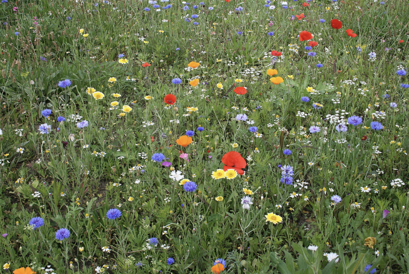 Prairie multicolore éclatante naturelle