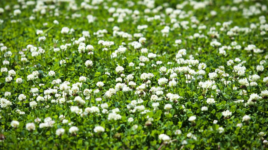 Champ de trèfle blanc en fleurs