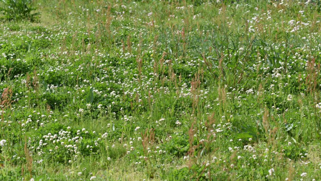 Prairie avec herbes et petites fleurs blanches