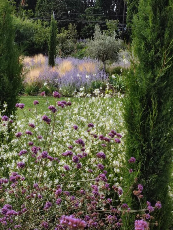 Jardin fleuri entre deux cyprès verts.