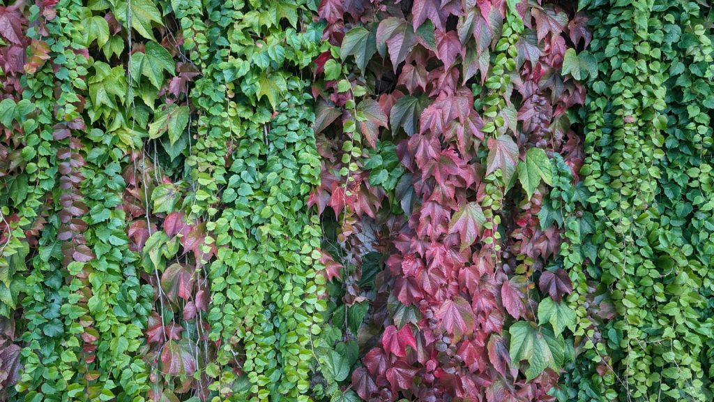 Mur recouvert de plantes grimpantes aux feuilles vertes et rouges
