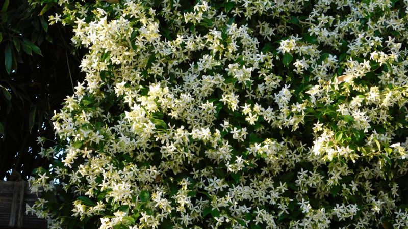 Mur dissimulé par un épais buisson de petites fleurs blanches