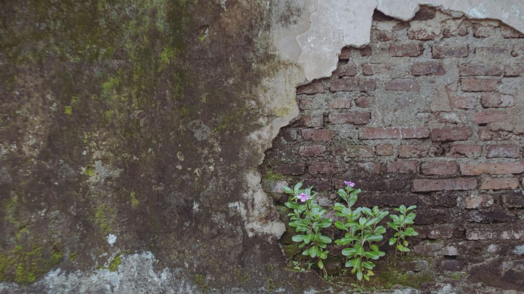 Vieux mur en briques  avec une petite plante