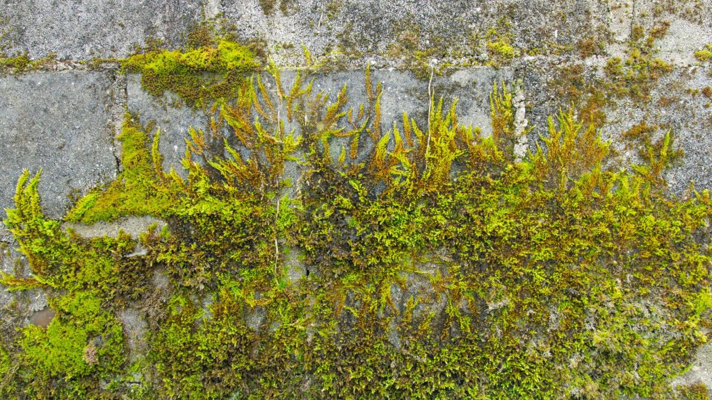 Mur ancien recouvert de mousse verte
