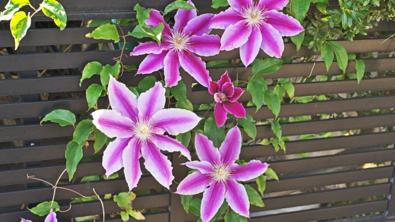 Fleurs violettes grimpant sur un mur en bois 