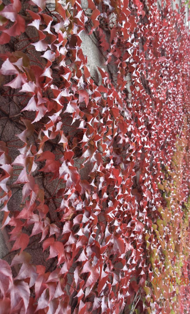 Mur tapissé de feuilles rouges