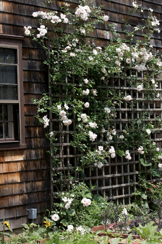 Mur en bois habillé de fleurs blanches grimpantes 