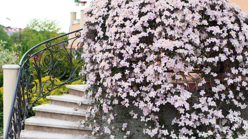 Escalier extérieur bordé d'un mur recouvert de fleurs blanches 