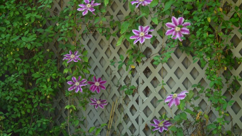 Mur en bois décoré de fleurs violettes et feuillage grimpant
