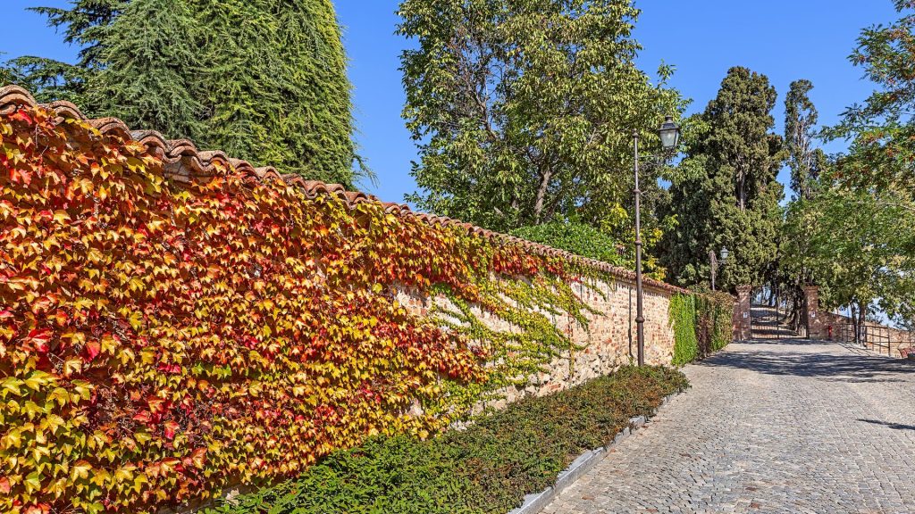 Long mur couvert de  feuilles rouges 