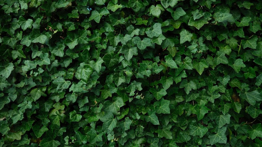 Mur recouvert d'un épais tapis de lierre vert