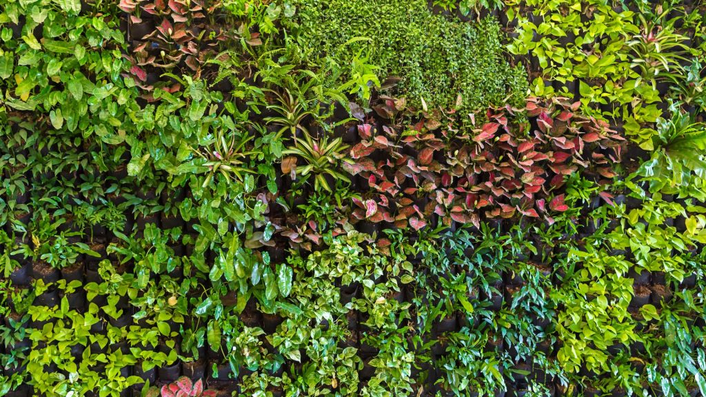 Mur végétal composé de différentes plantes