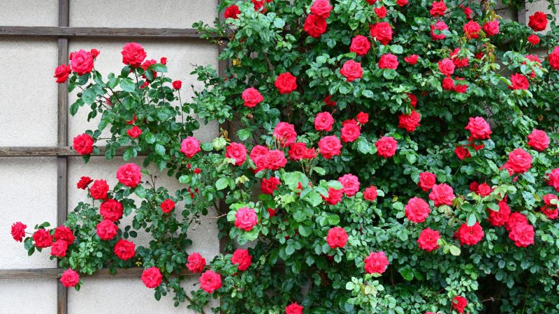 Mur blanc recouvert de rosiers grimpants rouges