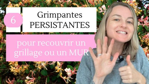 6 grimpantes persistantes pour recouvrir un grillage ou un mur