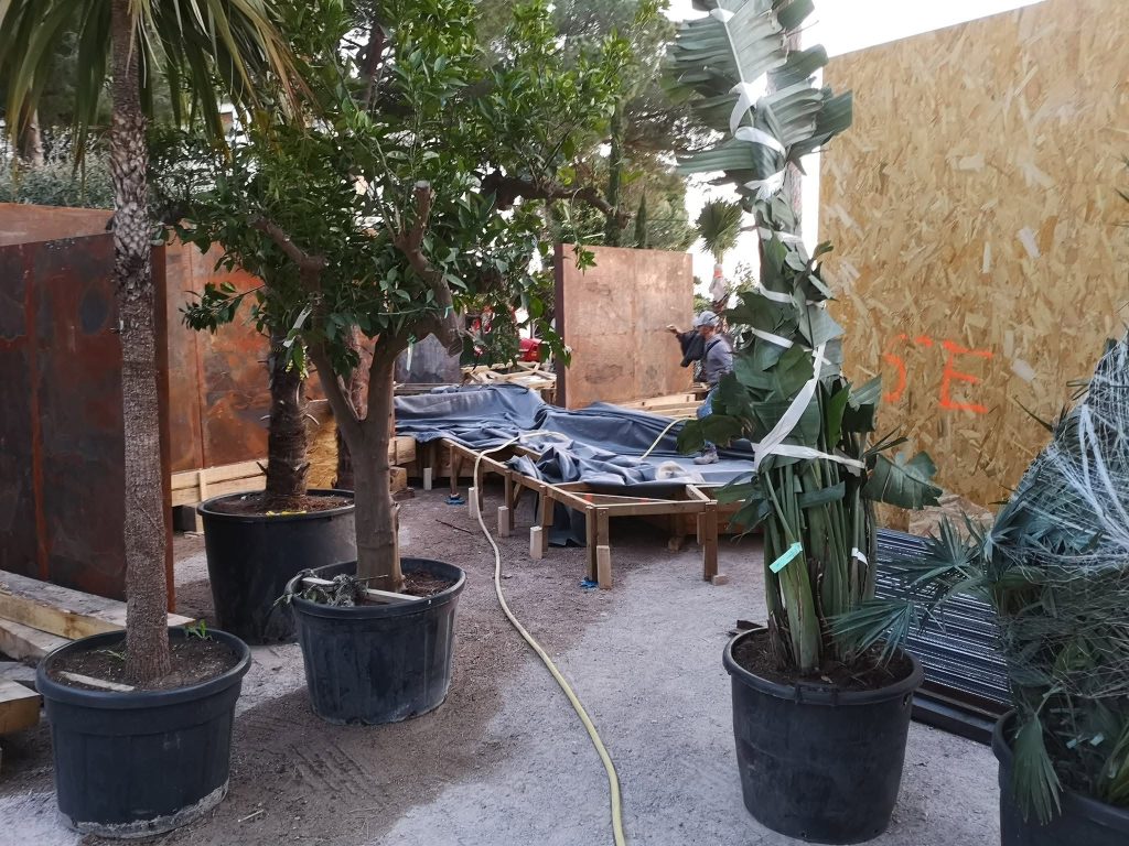 Arbres en pot à planter au jardin
