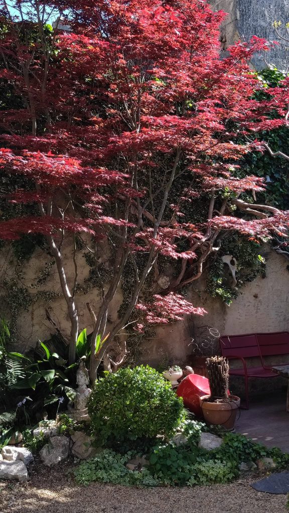 Arbres au jardin devant une maison