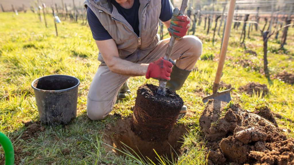 Une personne qui plante un arbre