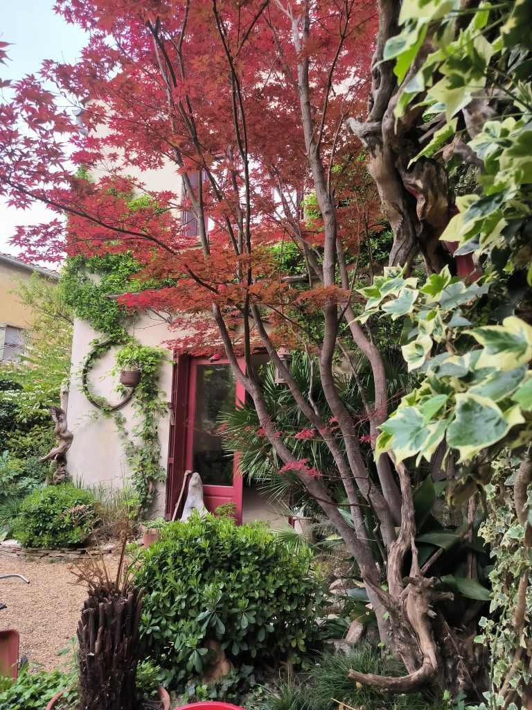Arbres au jardin devant une maison