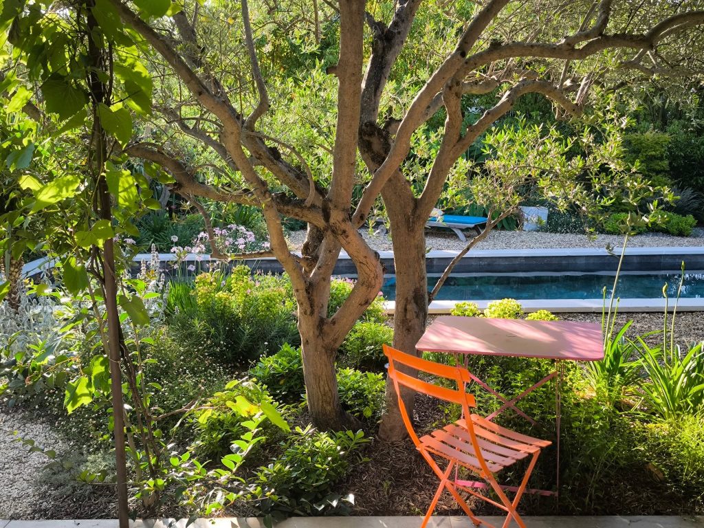 Arbre au jardin près d'une piscine