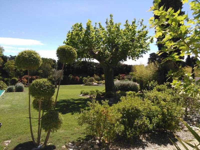 Arbre au jardin qui font de l'ombre