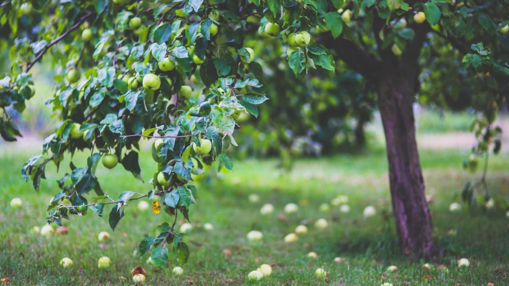 Arbre fruitier dans le jardin