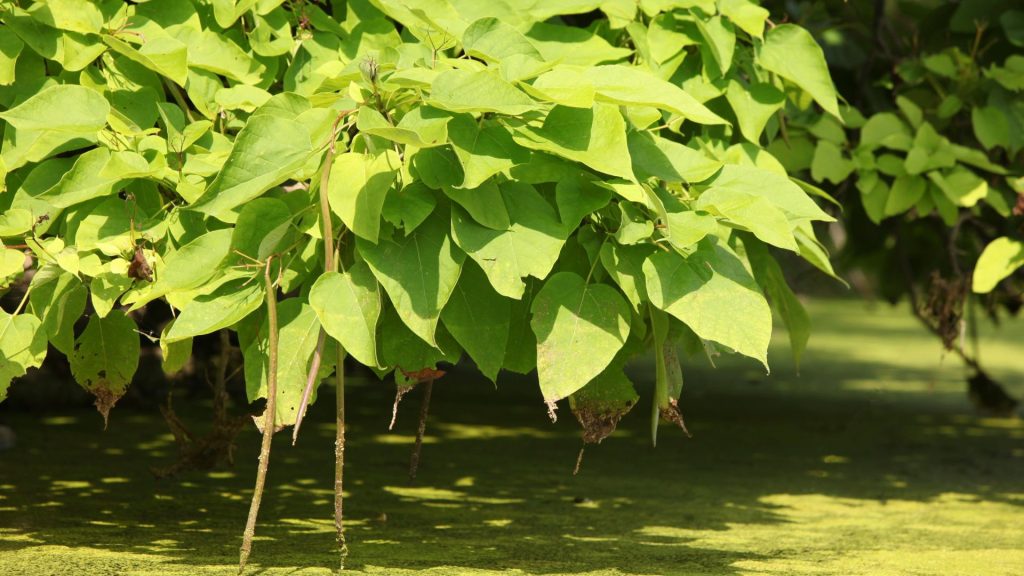 Feuilles d'arbre qui font de l'ombre