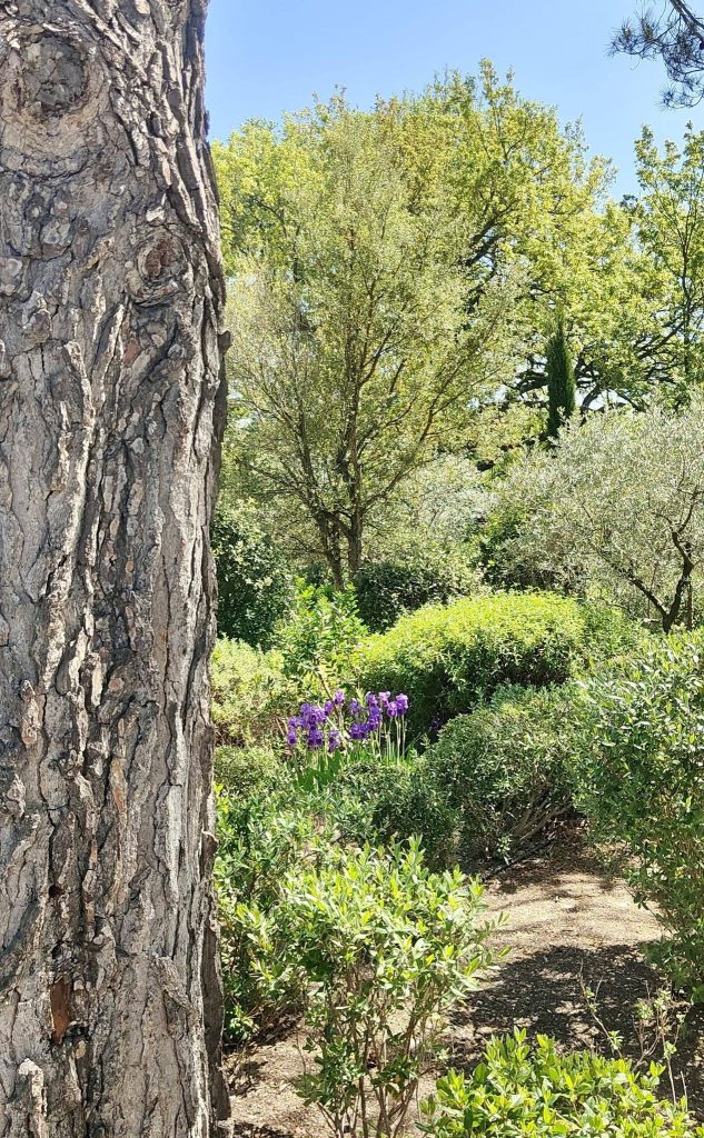 Arbre dans le jardin