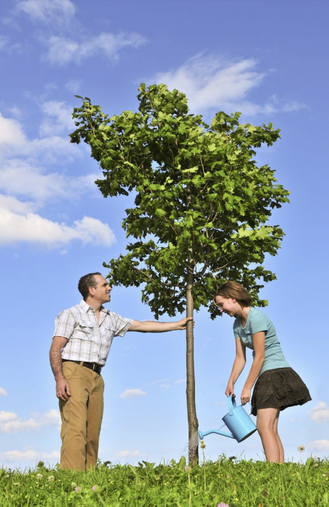 Couple qui plante un arbre au jardin
